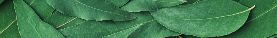 EUCALIPTO: Tecnologías de conservación de frutos rojos basadas en residuos de Eucalyptus Globulus
