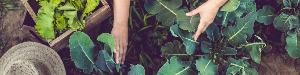 Simulation based training and digital technologies combined with service-learning approach for experiential and reflective learning in nutrition and dietetic education (MAHINE)